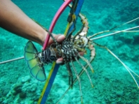 Sama Dilaut Lobster catch, Topa, Sulawesi, 2017