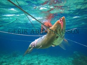 Sama Dilaut Fisherman With Barracuda Catch, Sampela, Indonesia