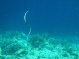 Sea Snake, Sampela, Indonesia
